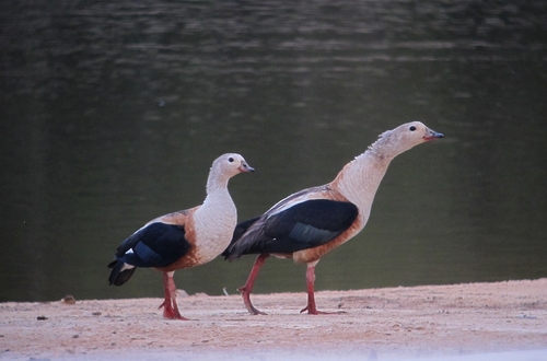 Orinoco Goose reference