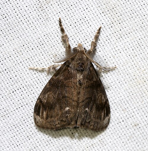 Definite Tussock Moth reference