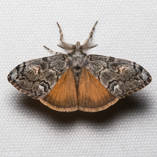 Douglas-fir Tussock Moth reference