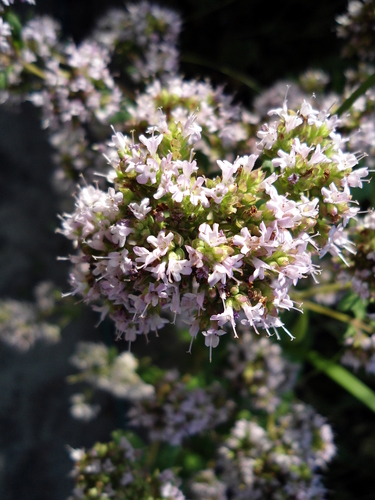 Sweet Marjoram reference
