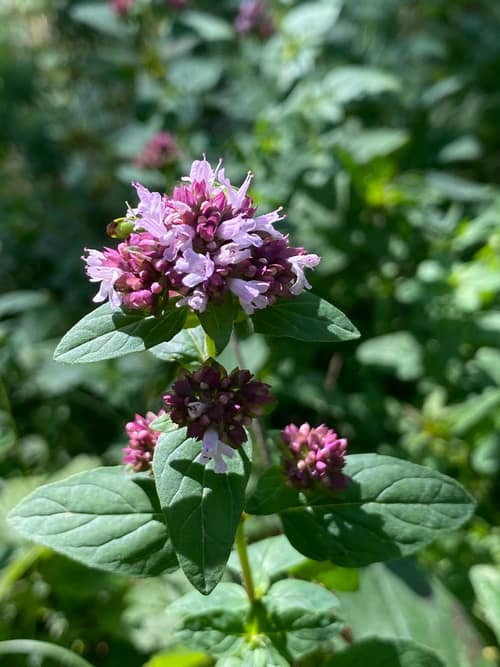 Oregano reference