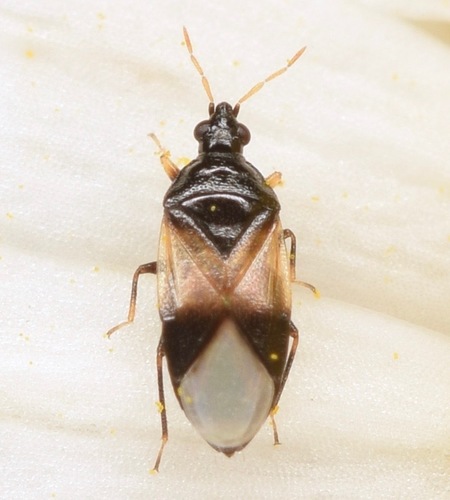 Insidious Flower Bug reference