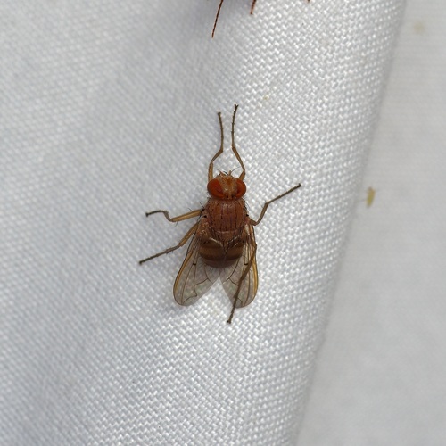 Ormia Fly reference