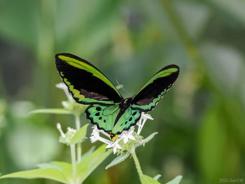 Cairns Birdwing reference