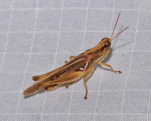 Spotted-winged Grasshopper reference