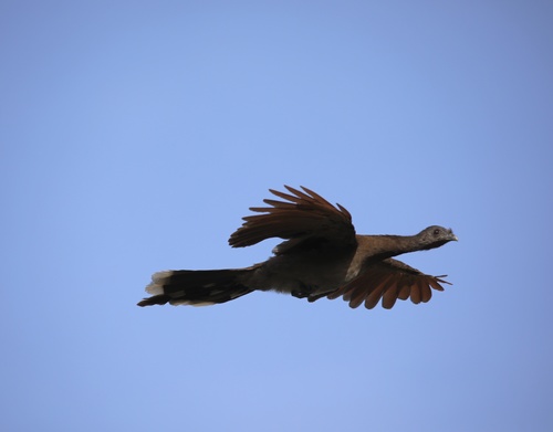 Gray-headed Chachalaca reference