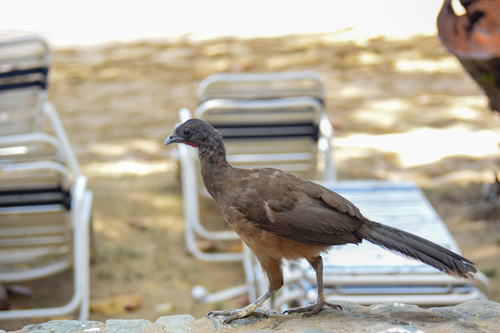 Rufous-vented Chachalaca reference