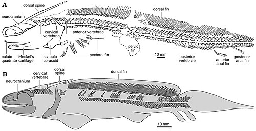 Senckenberg Orthacanth reference