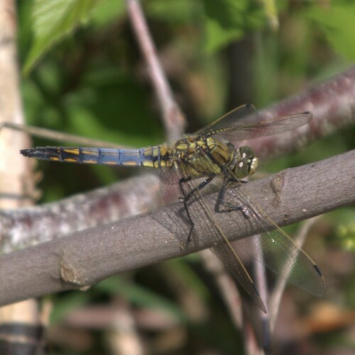 Black-tailed Skimmer reference