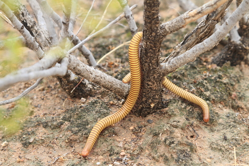 Desert Millipede reference