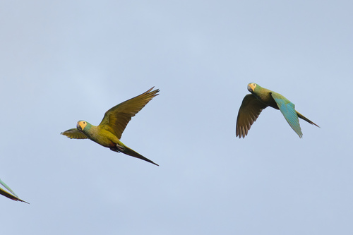 Red-bellied Macaw reference