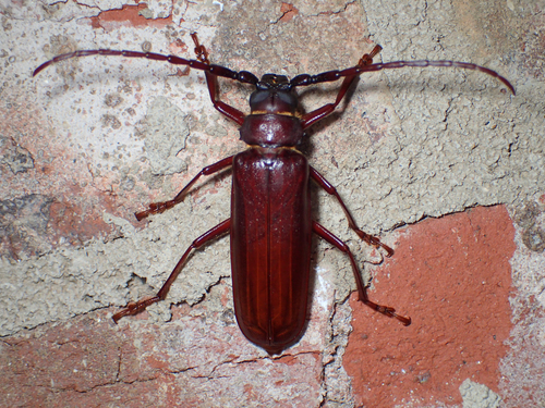 Brown Prionid reference