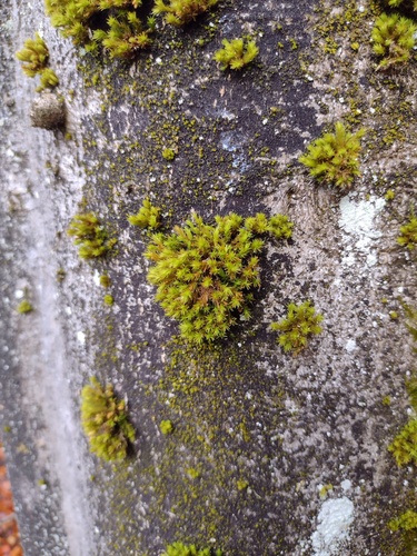 Wood Bristle-moss reference