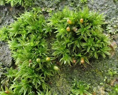 White-tipped Bristle-moss reference