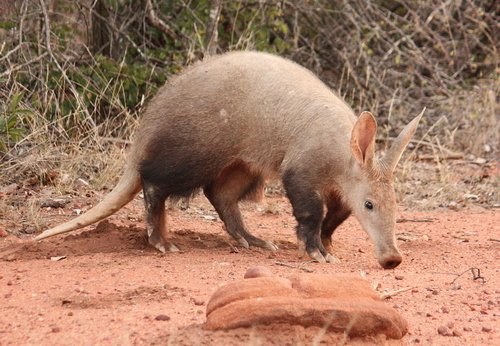 Aardvark reference