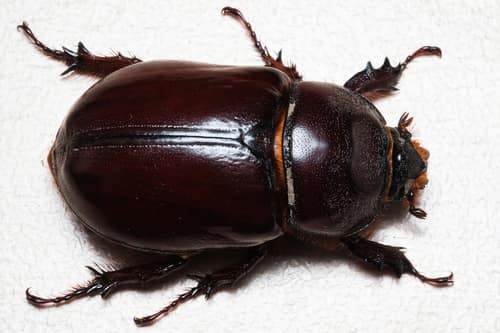 Rhinoceros Beetle reference