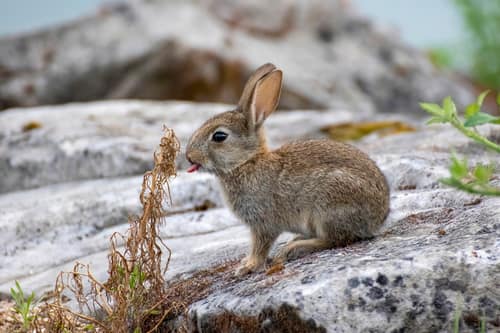 Domestic Rabbit reference
