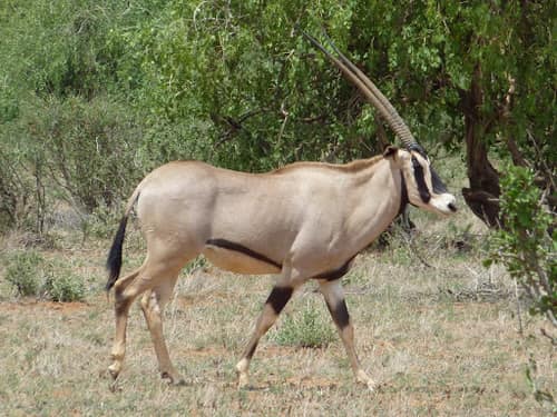 Beisa Oryx reference