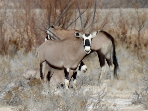 Gemsbok reference