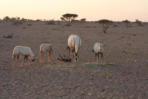 Arabian Oryx reference