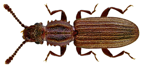 Sawtoothed Grain Beetle reference