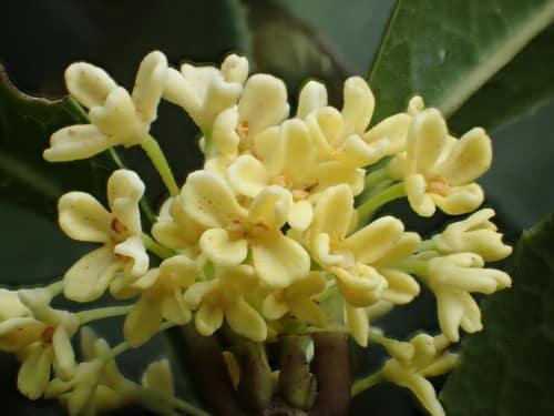 Sweet Osmanthus reference