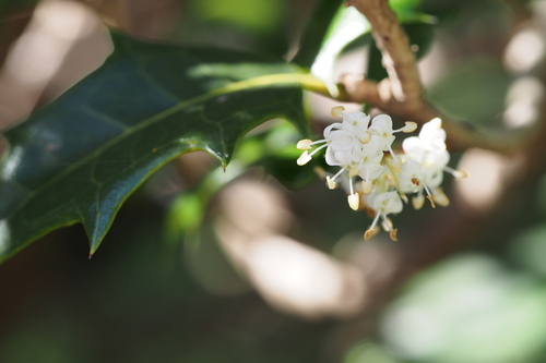 Holly Osmanthus reference