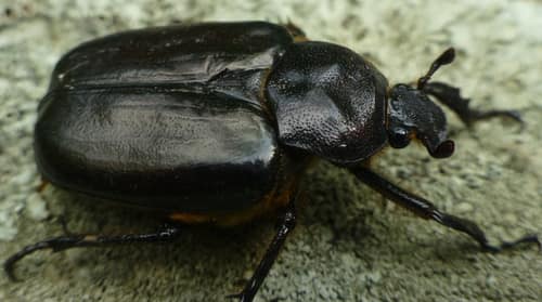Hermit Flower Beetle reference