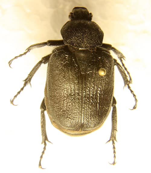 Rough Hermit Beetle reference