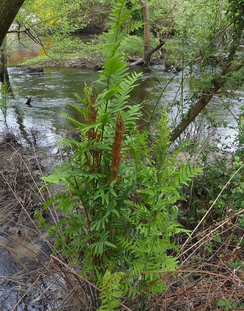 Royal Fern reference