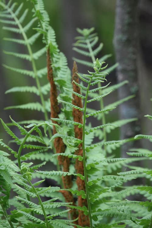 Cinnamon Fern reference