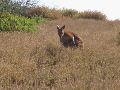 Common Wallaroo reference