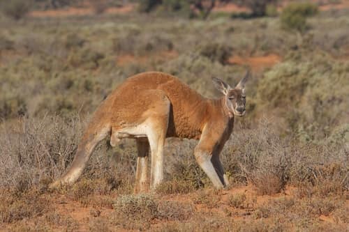 Red Kangaroo reference