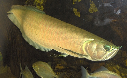 Silver Arowana reference