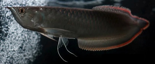 Black Arowana reference