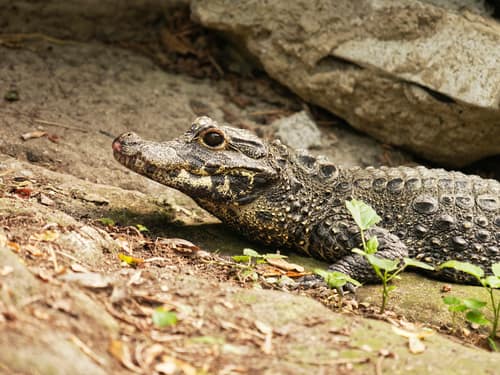 Dwarf Crocodile reference