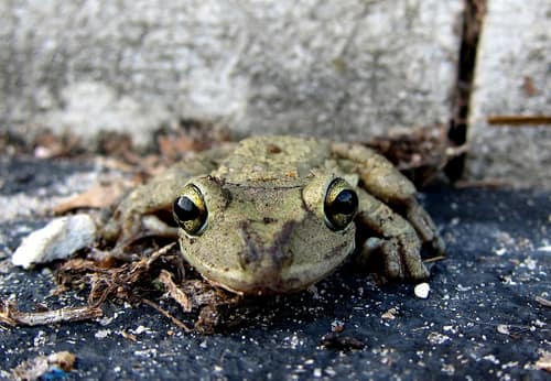 Cuban Treefrog reference
