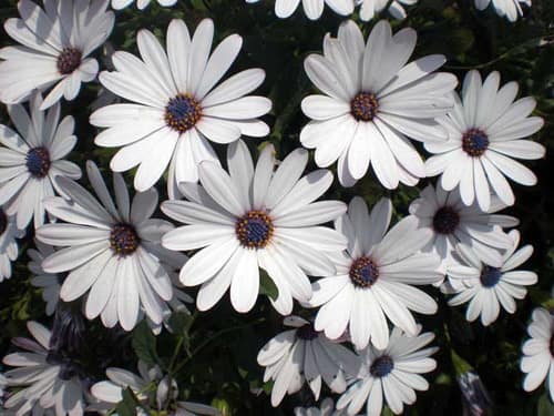 African Daisy reference