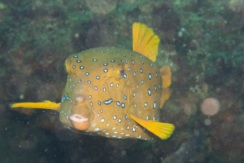 Yellow Boxfish reference