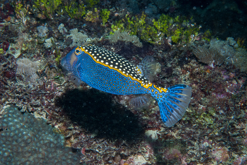 Spotted Boxfish reference