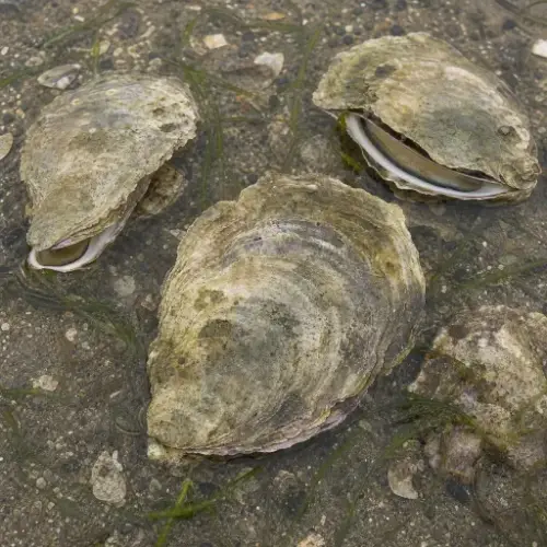 European Flat Oyster reference