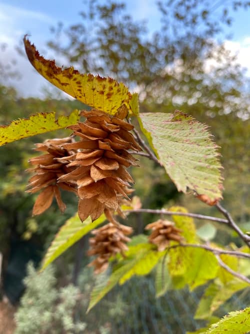 European Hophornbeam reference