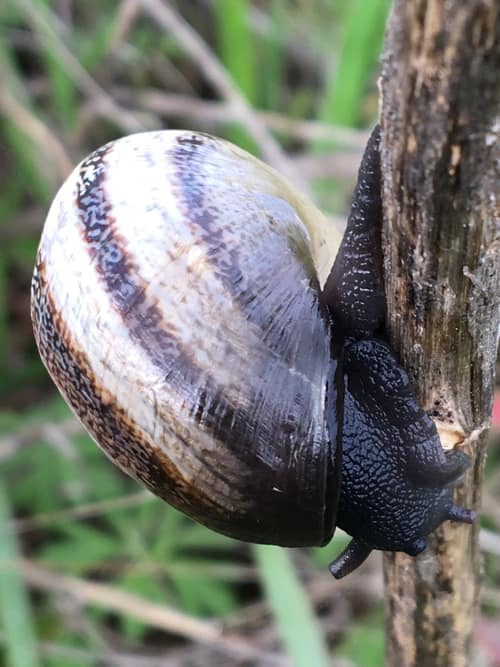 Milk Snail reference