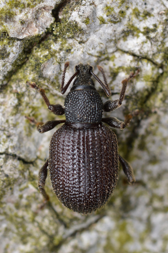 Rough Strawberry Root Weevil reference