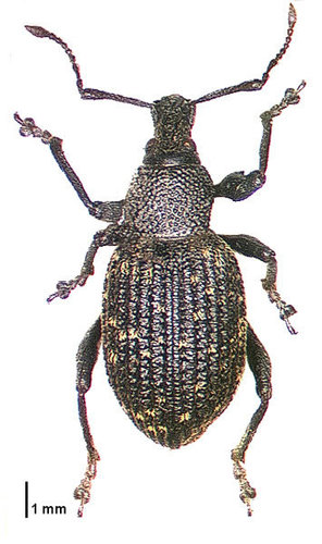 Black Vine Weevil reference