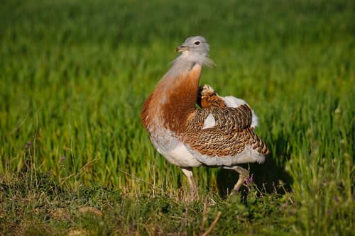 Great Bustard reference
