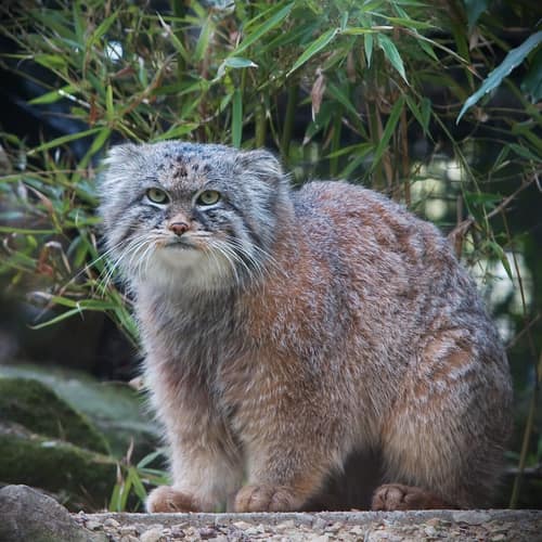 Pallas's Cat reference