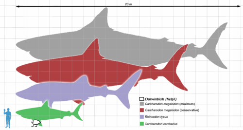 Megalodon reference