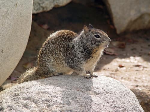 California Ground Squirrel reference
