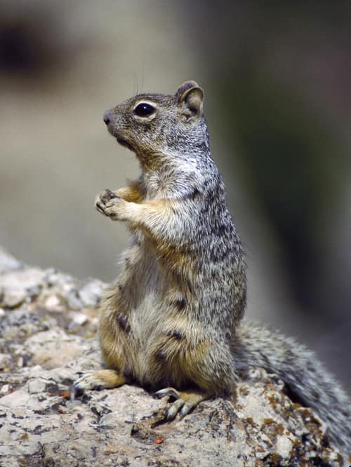 Rock Squirrel reference